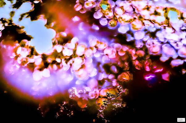 Wat- Coloured Patterns Of Leaves by Alex John Bergerman