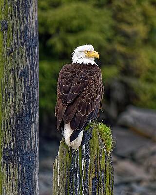 Alaska Photograph - Watch Post - Bald Eagle Sitka, Alaska by KJ Swan