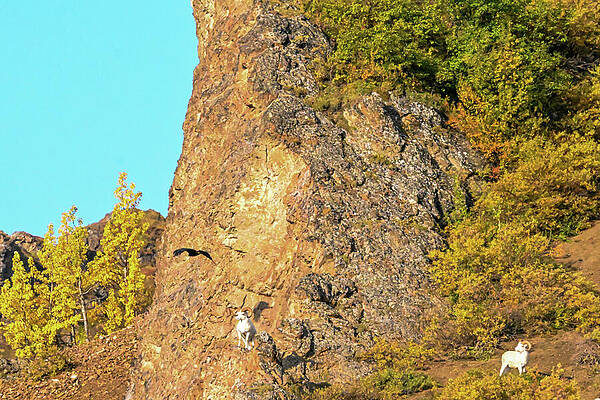 Wall Art featuring the photograph Watch That Eagle by Harry Banks