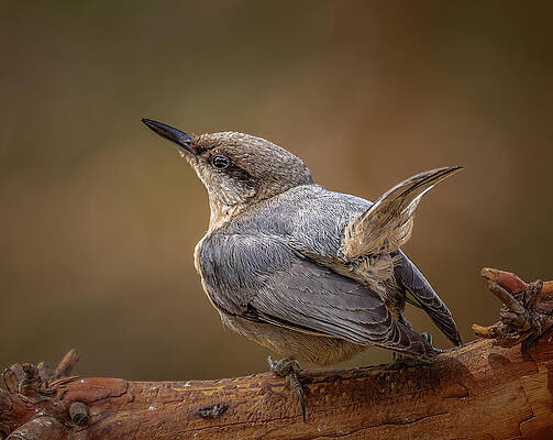 Oregon Photograph - Watch Your Back by Tim Lyden