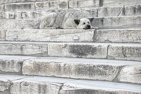 Architecture Wall Art featuring the photograph Marble Dog - Acropolis by KJ Swan