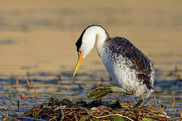 Wild Wall Art featuring the photograph Watch Your Step -- Clark's Grebe Nest With Eggs At Santa Margarita Lake, California by Darin Volpe