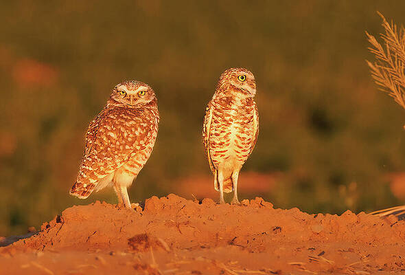 Wall Art featuring the photograph Watchful Burrowing Owl Pair by Jean Noren