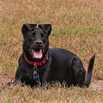 Wall Art featuring the photograph Watchful by John Linnemeyer