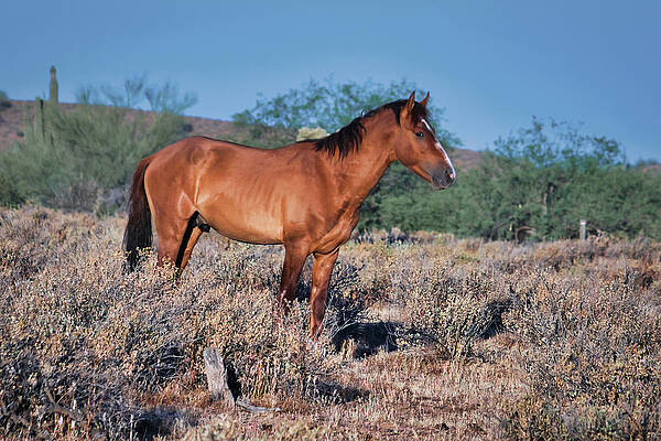 Nature Photograph - Watchful Stallion by American Landscapes