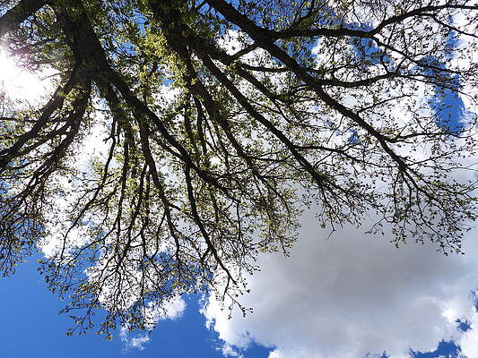 Sky Photograph - Watching The Clouds Through The Trees by Amanda R Wright