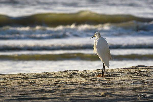 Bird Wall Art featuring the photograph Watching The Sunrise by Steven Sparks