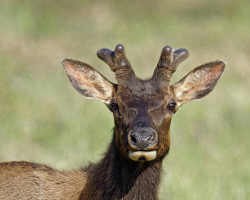 Wild Wall Art featuring the photograph Watching The Watcher -- Roosevelt Elk In Redwood National Park, California by Darin Volpe