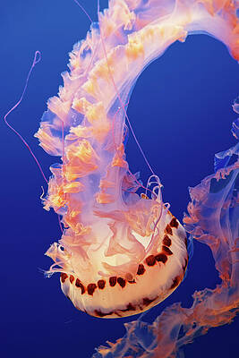 Animal Photograph - Water Ballet - California Purple Striped Jelly by KJ Swan