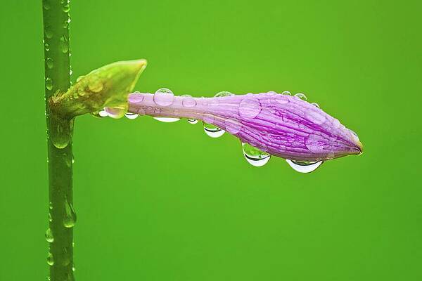 Dewy Purple Flower Bud Wall Art