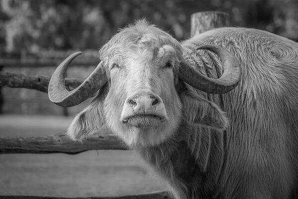 Wilderness Photograph - Water Buffalo 3 by Cindy Robinson