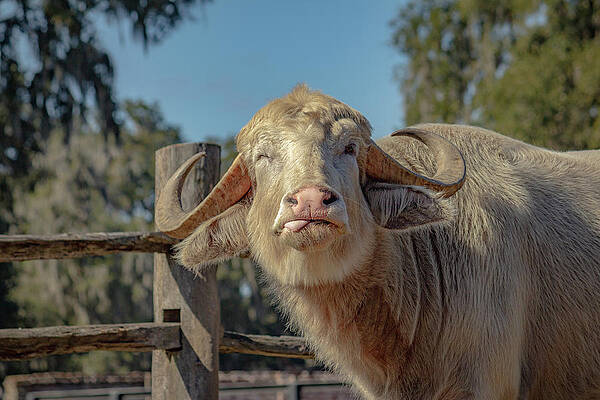 Wilderness Photograph - Water Buffalo 4 by Cindy Robinson