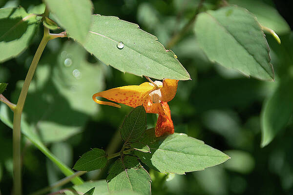 Wildlife Photograph - Water Droplet On A Leaf by John Twynam
