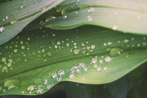 Water Wall Art featuring the photograph Water Droplets On Lily Leaves by Jason Fink
