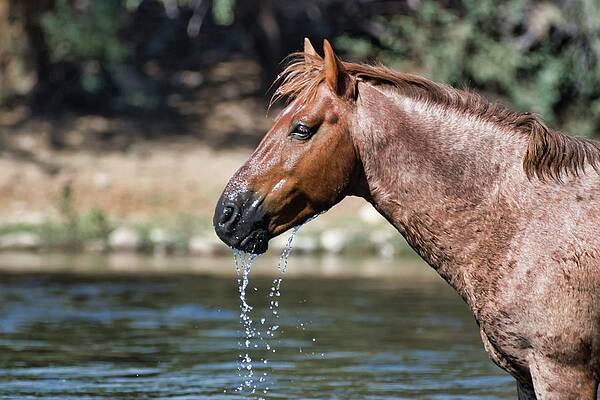 Nature Photograph - Water Goatee by American Landscapes