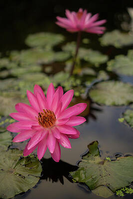 Hawaii Wall Art featuring the photograph Water Lilies In A Garden Pond by Nancy Gleason