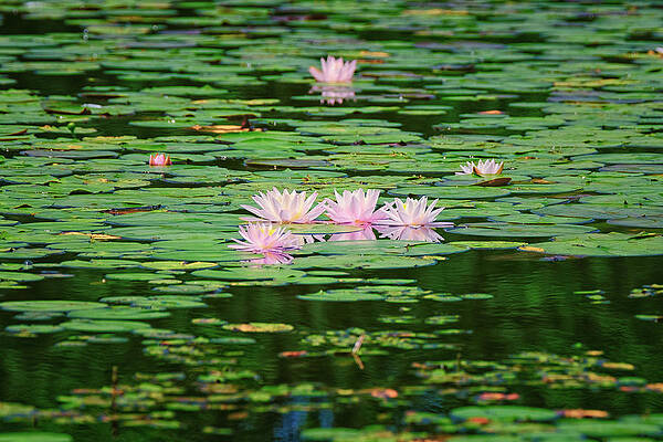 Reflection Wall Art featuring the photograph Water Lilies by Jeff Sinon