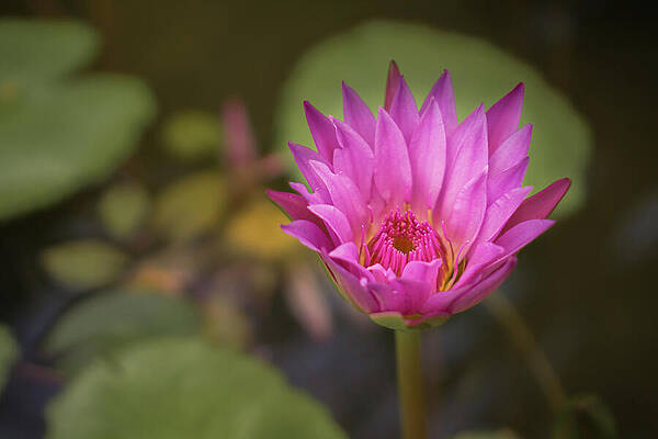 Hawaii Wall Art featuring the photograph Water Lily In A Garden Pond by Nancy Gleason