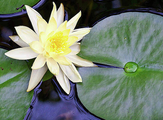 Wall Art featuring the photograph Water Lily In A Pond by Tatiana Travelways
