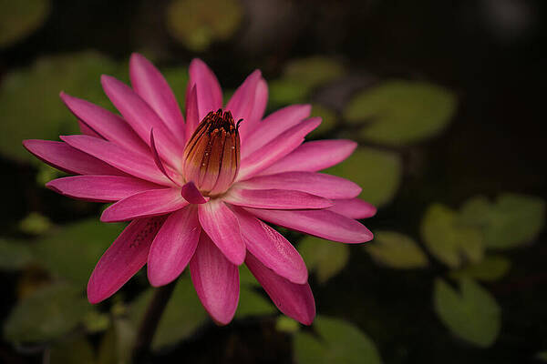 Hawaii Wall Art featuring the photograph Water Lily Opening At Sunrise by Nancy Gleason