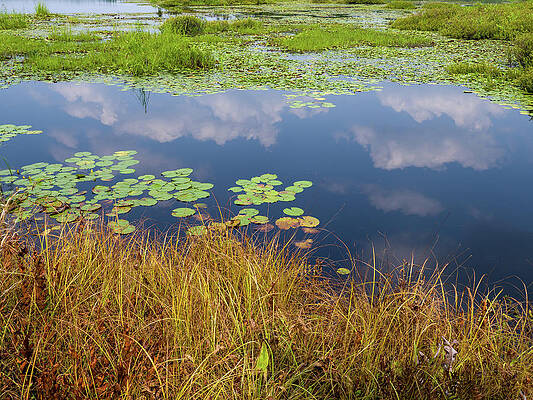 Sky Wall Art featuring the photograph Water Lily Pads And Cloud Reflections by Louis Dallara