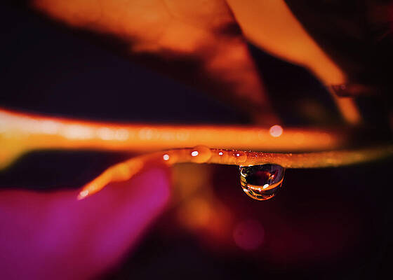 Wall Art featuring the photograph Water On The Vine by Gian Smith