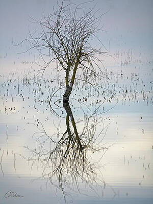 Reflection Wall Art featuring the photograph Water Reflections #2 by Charlie Osborn