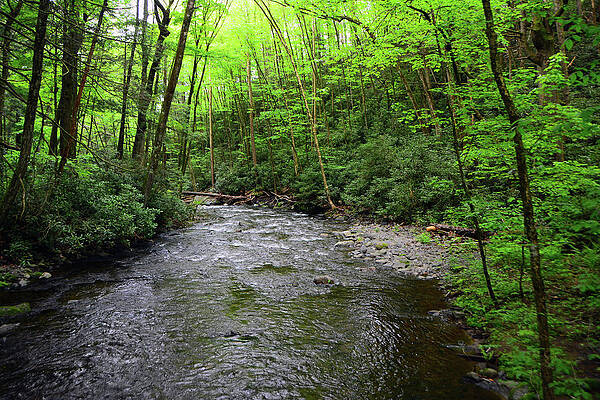 Wall Art featuring the photograph Water To The Delaware River Spring Green by Raymond Salani III