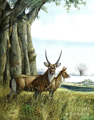 Nature Wall Art featuring the painting Waterbucks by Don Balke