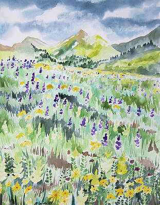 Wilderness Painting - Watercolor - Maroon Snowmass Wildflower Summer by Cascade Colors