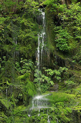 Wilderness Wall Art featuring the photograph Waterfall Near East Fork Quinault River, Olympic National Park by Nancy Gleason