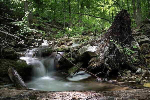 Wilderness Wall Art featuring the photograph Waterfall Cascading Into A Pool In A Forest by John Twynam