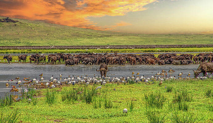 Sunset Photograph - Watering Hole Sunset, Ngorongoro Crater by Marcy Wielfaert