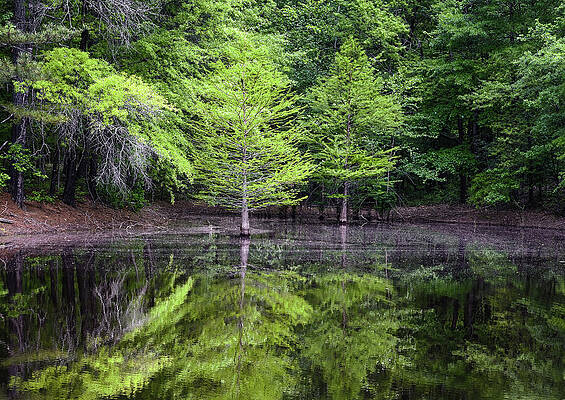 Tranquil Forest Reflections Photograph