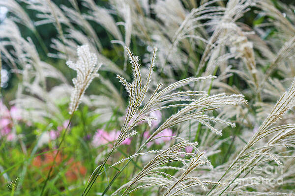 Green Photograph - Waves Of Grass by D Lee