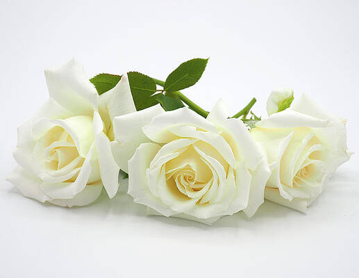 Wall Art featuring the photograph We Three by Joe Schofield