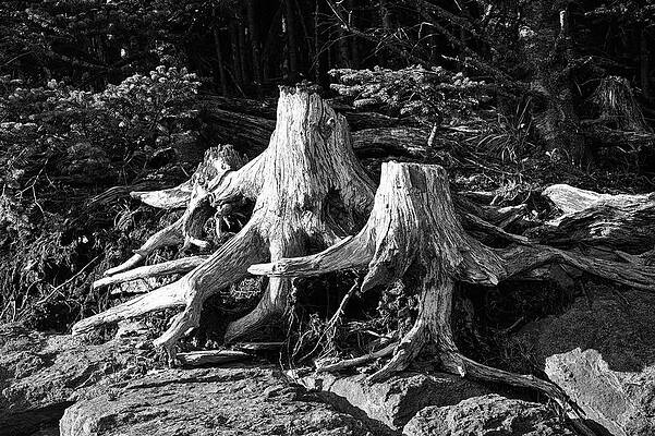 Wall Art featuring the photograph Weathered Pine Stumps by Steven Nelson