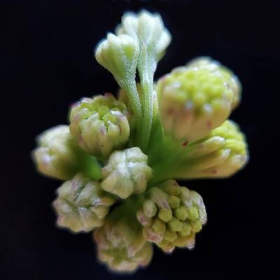Green Photograph - Field Weeds by Joy Garso