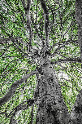Photograph - Weeping Beech by Steven Nelson