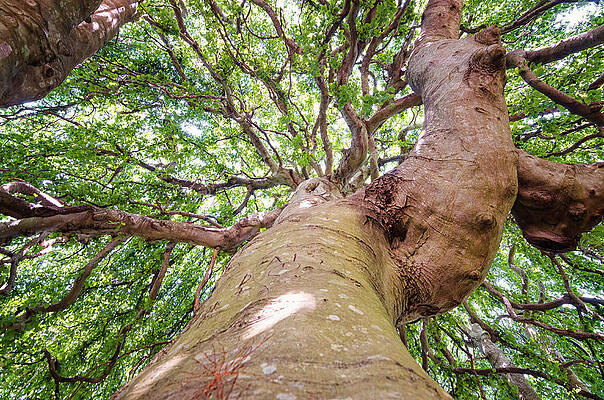 Photograph - Weeping Twist by Steven Nelson