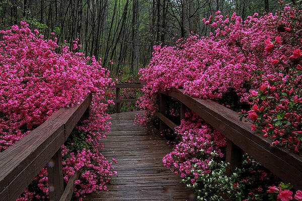 Flower Photograph - Weighed Down With The Rain by Deb Beausoleil