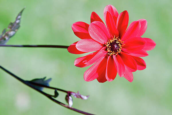 Wall Art featuring the photograph Weir Farm Blossom by Rick Locke - Out of the Corner of My Eye
