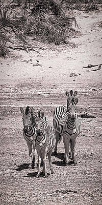 Wildlife Photograph - We're All Ears by Maryanne Keeling