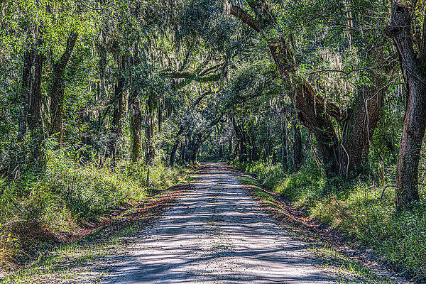 South Carolina Wall Art featuring the photograph Wescott Road Tunnel Of Trees by Douglas Wielfaert