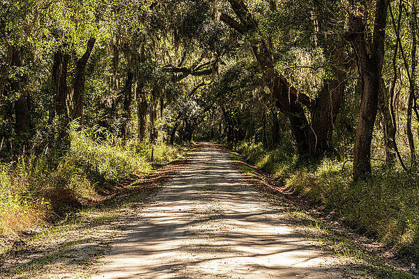 South Carolina Wall Art featuring the photograph Westcott Road, Edisto Island, South Carolina by Douglas Wielfaert
