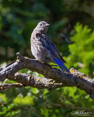 Feather Wall Art featuring the photograph Western Bluebird Juvenile by Joe Fisher
