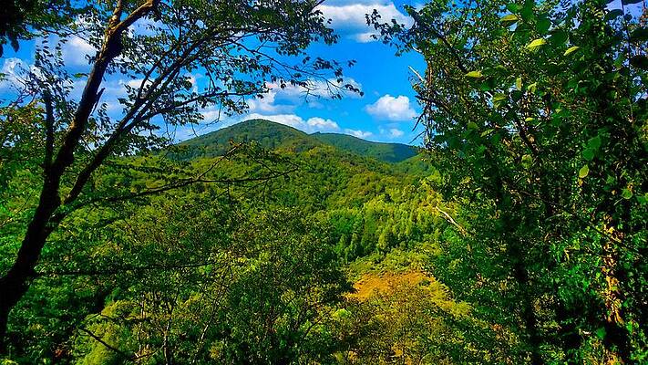 Nature Digital Art - Western Carpathians Panoramic View With Trees In The Foreground - Digital Painting by Nicko Prints
