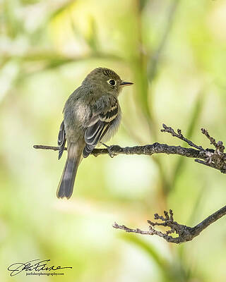 Branch Wall Art featuring the photograph Western Flycatcher by Joe Fisher