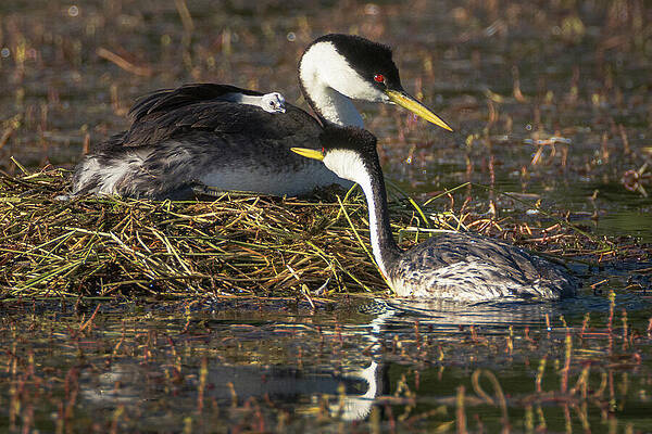 American Wall Art featuring the photograph Western Grebe Family by Mike Lee