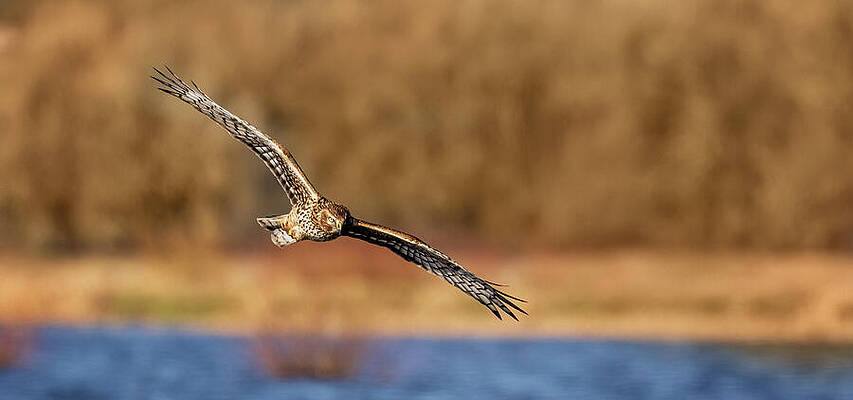Nature Wall Art featuring the photograph Western Harrier Looking For Dinner by Mary Jo Allen